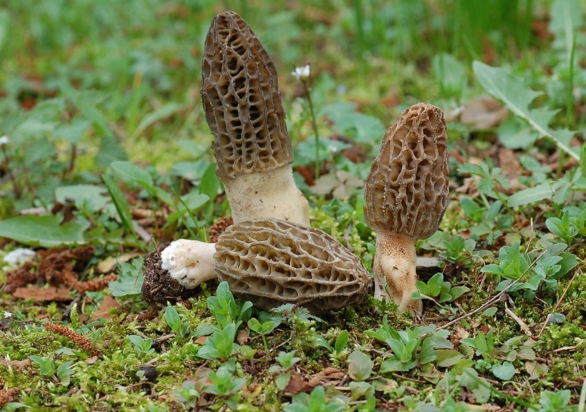 Giornata a San Rossore.